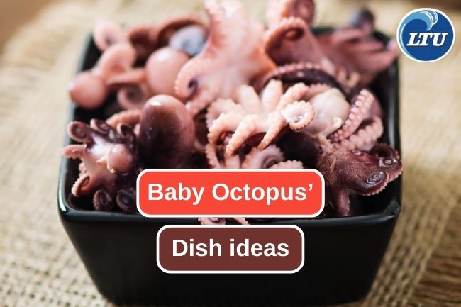 Exploring Creative Dish Ideas with Baby Octopus
